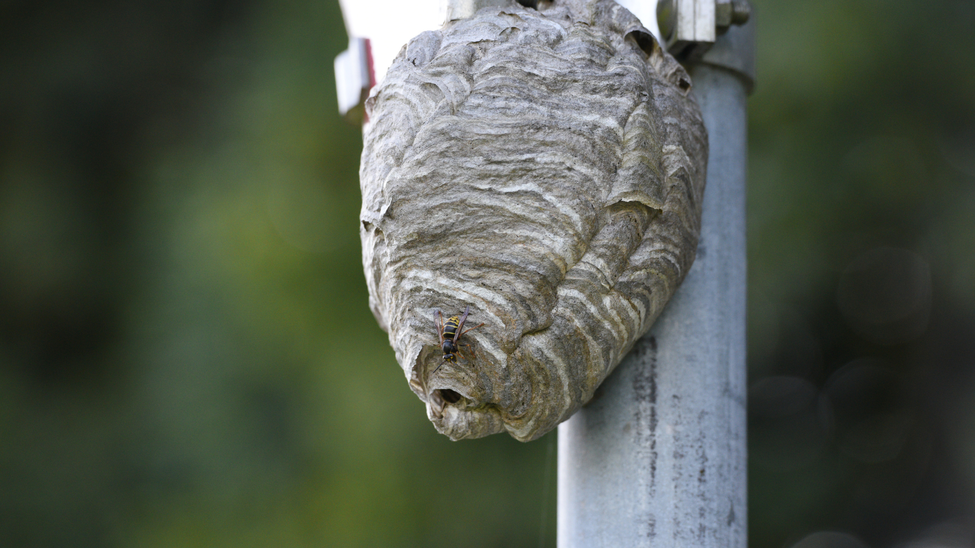 Un nid de guêpes, gris et de forme ovale, fixé à un poteau métallique.
