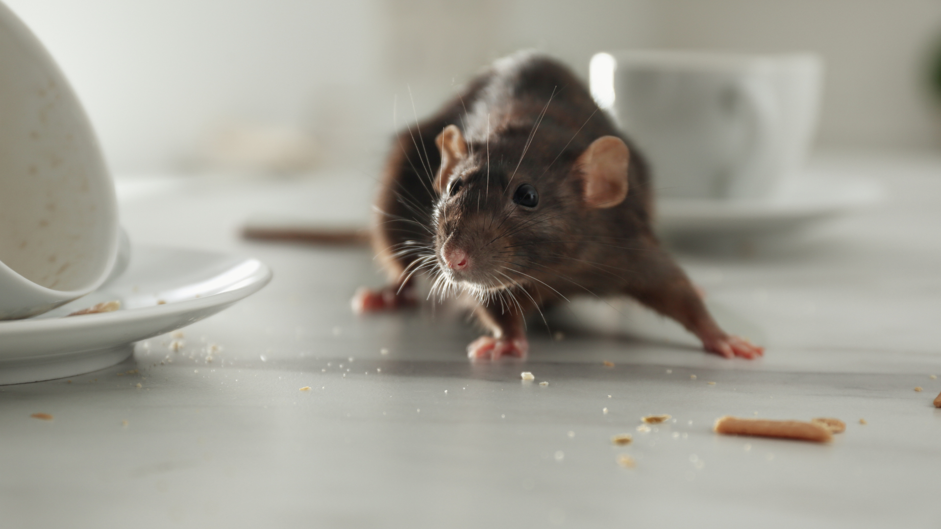 Un rat sur une surface blanche jonchée de miettes et de tasses à thé renversées.