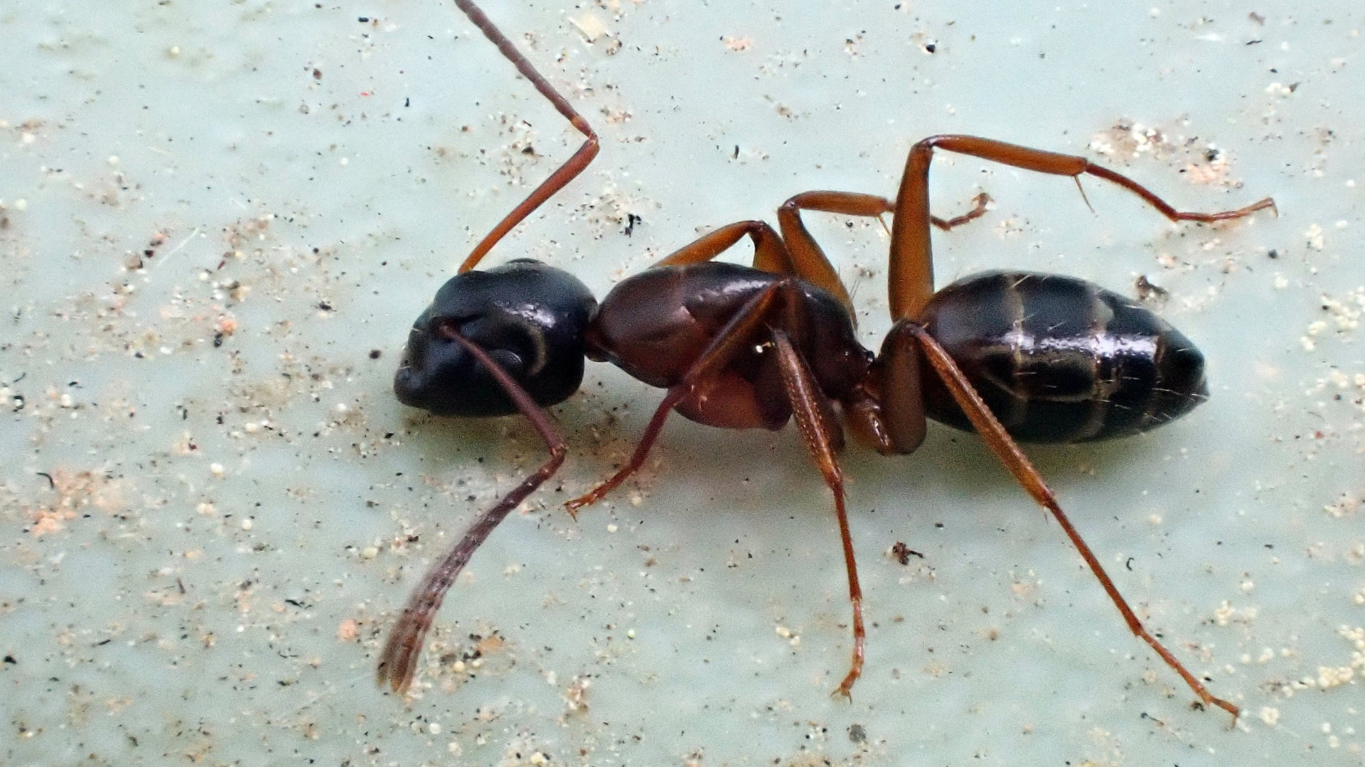 Fourmi brune et noire sur une surface claire, antennes déployées.