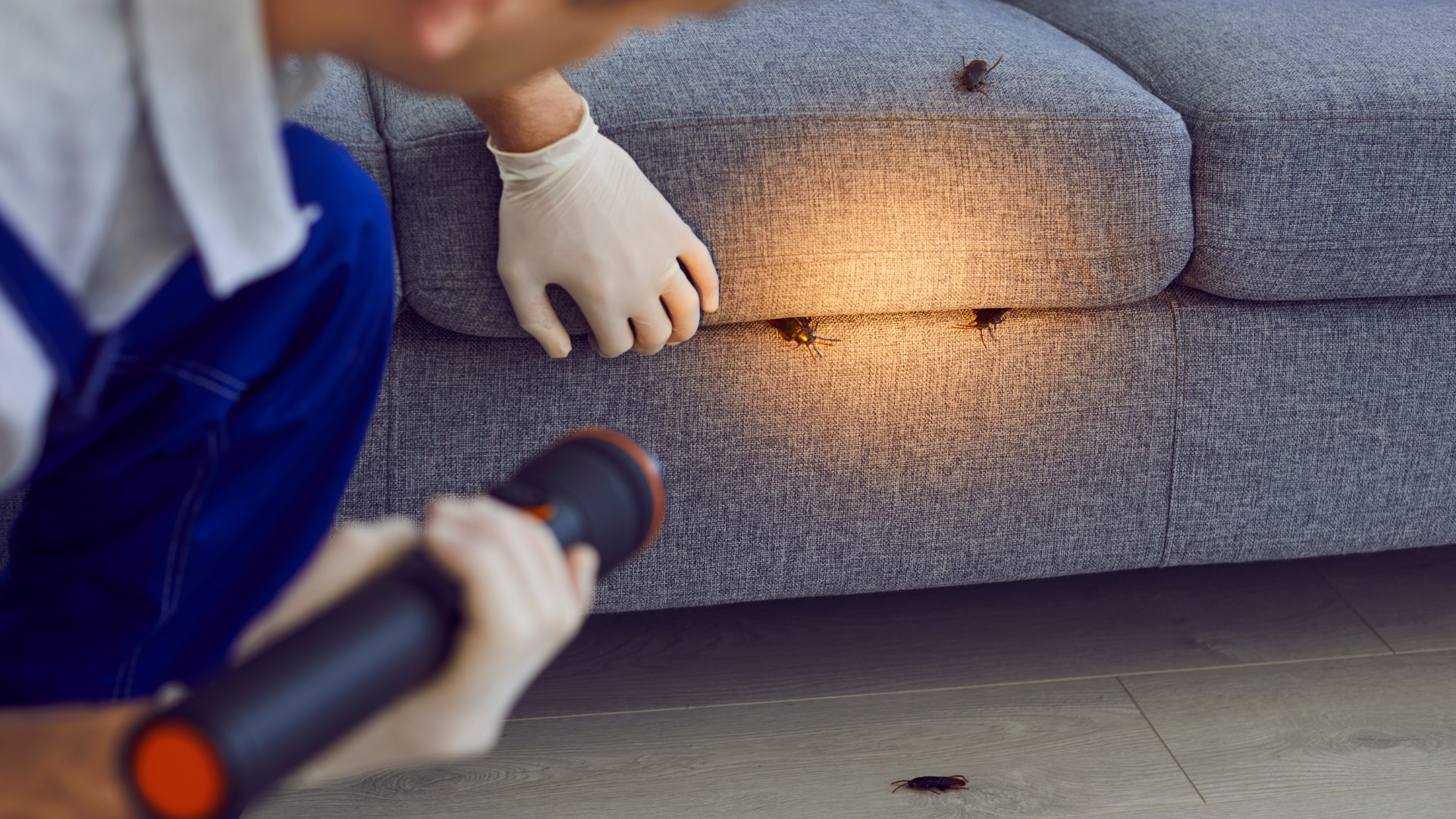 Un technicien en désinsectisation inspecte un canapé avec une lampe torche, à la recherche d'insectes.