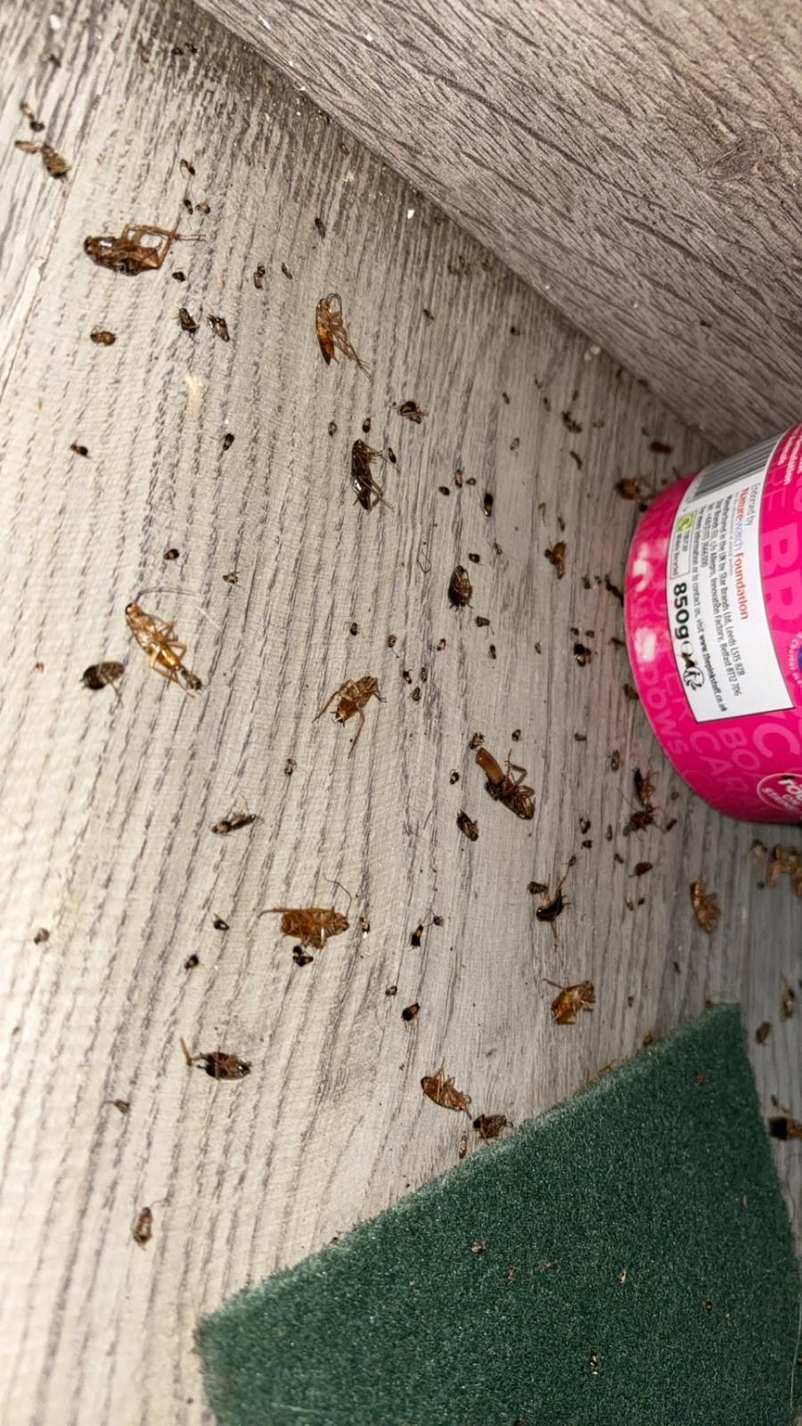 Un technicien en désinsectisation inspecte un canapé avec une lampe torche, à la recherche d'insectes.