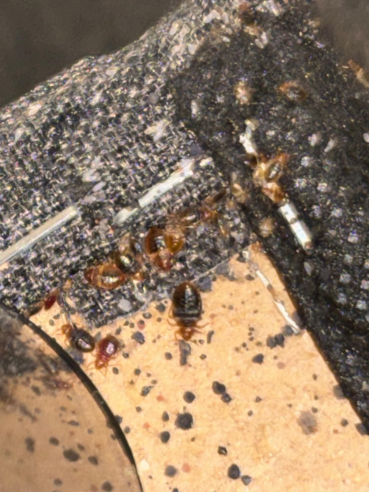 Main tenant une loupe avec un symbole de punaise de lit au-dessus d'un lit blanc.