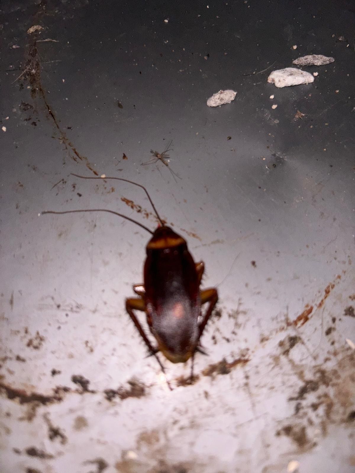 Un technicien en désinsectisation inspecte un canapé avec une lampe torche, à la recherche d'insectes.