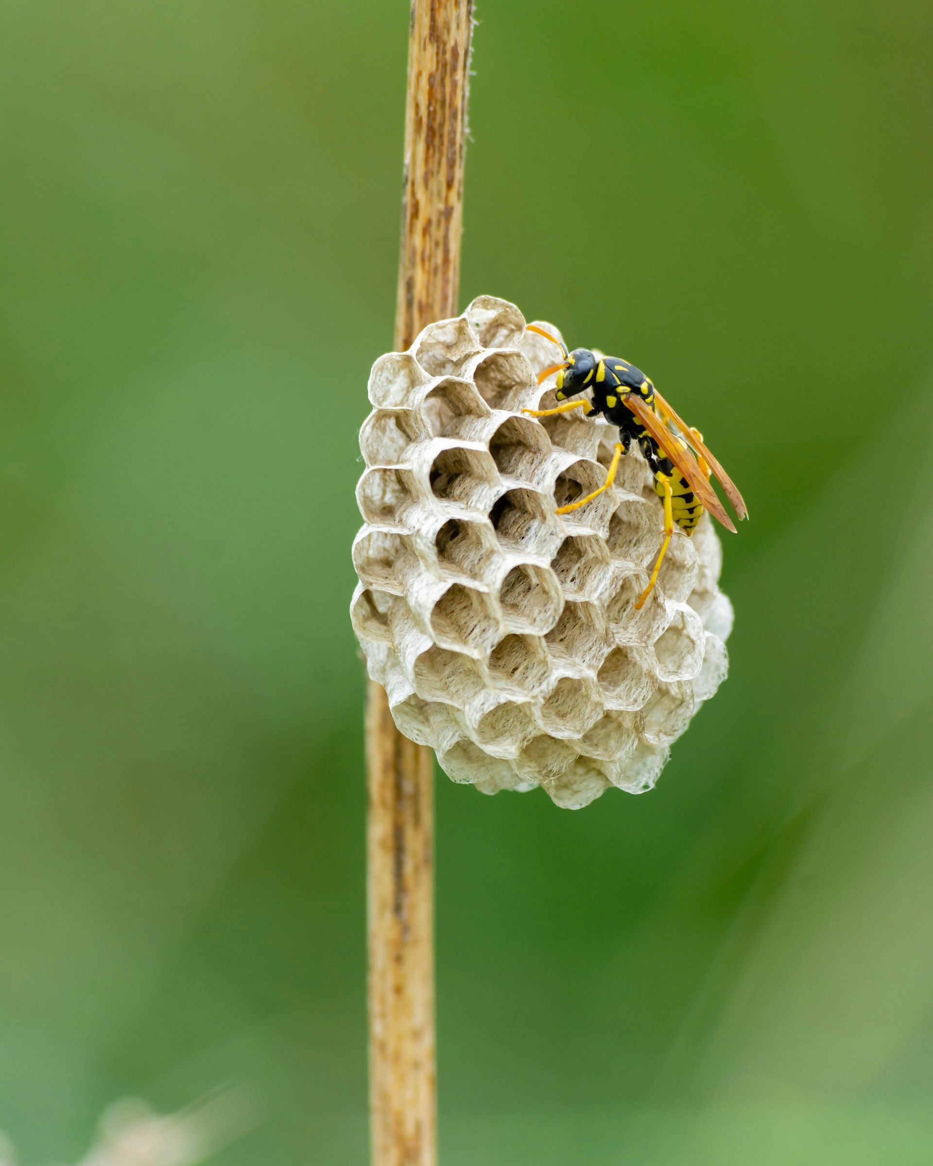 Un gros tas de petits insectes bruns sur un sol carrelé blanc aux joints foncés.