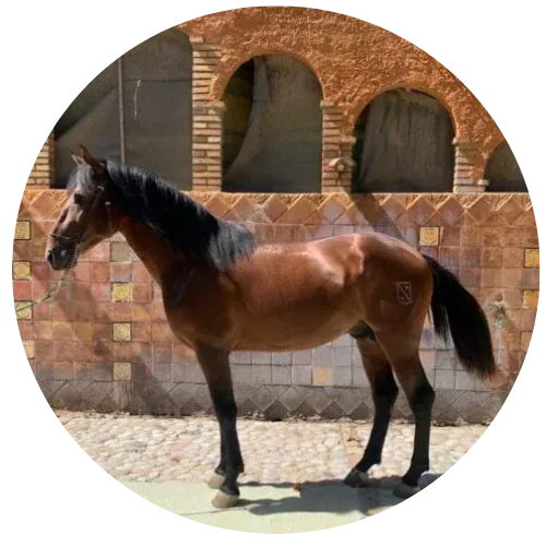 Caballo marrón de pie frente a una pared de azulejos con aberturas de ladrillo en forma de arco.