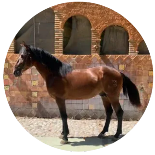 Caballo marrón de pie frente a una pared de azulejos con aberturas de ladrillo en forma de arco.