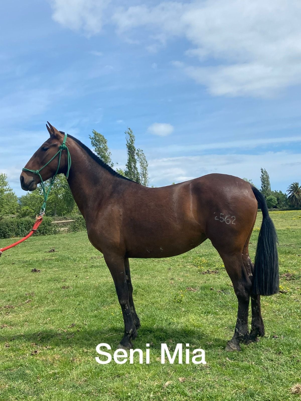 Caballo marrón de pie en un campo de hierba bajo un cielo azul, con un cabestro rojo y una cuerda de guía.
