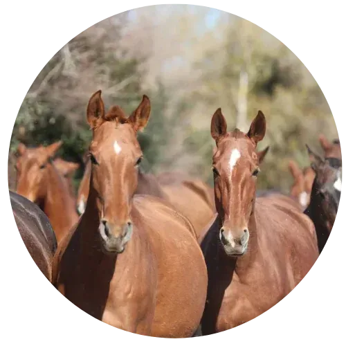 Tres caballos castaños de pie juntos en un campo al aire libre borroso.