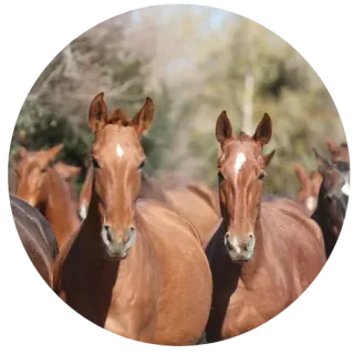 Tres caballos castaños de pie juntos en un campo al aire libre borroso.