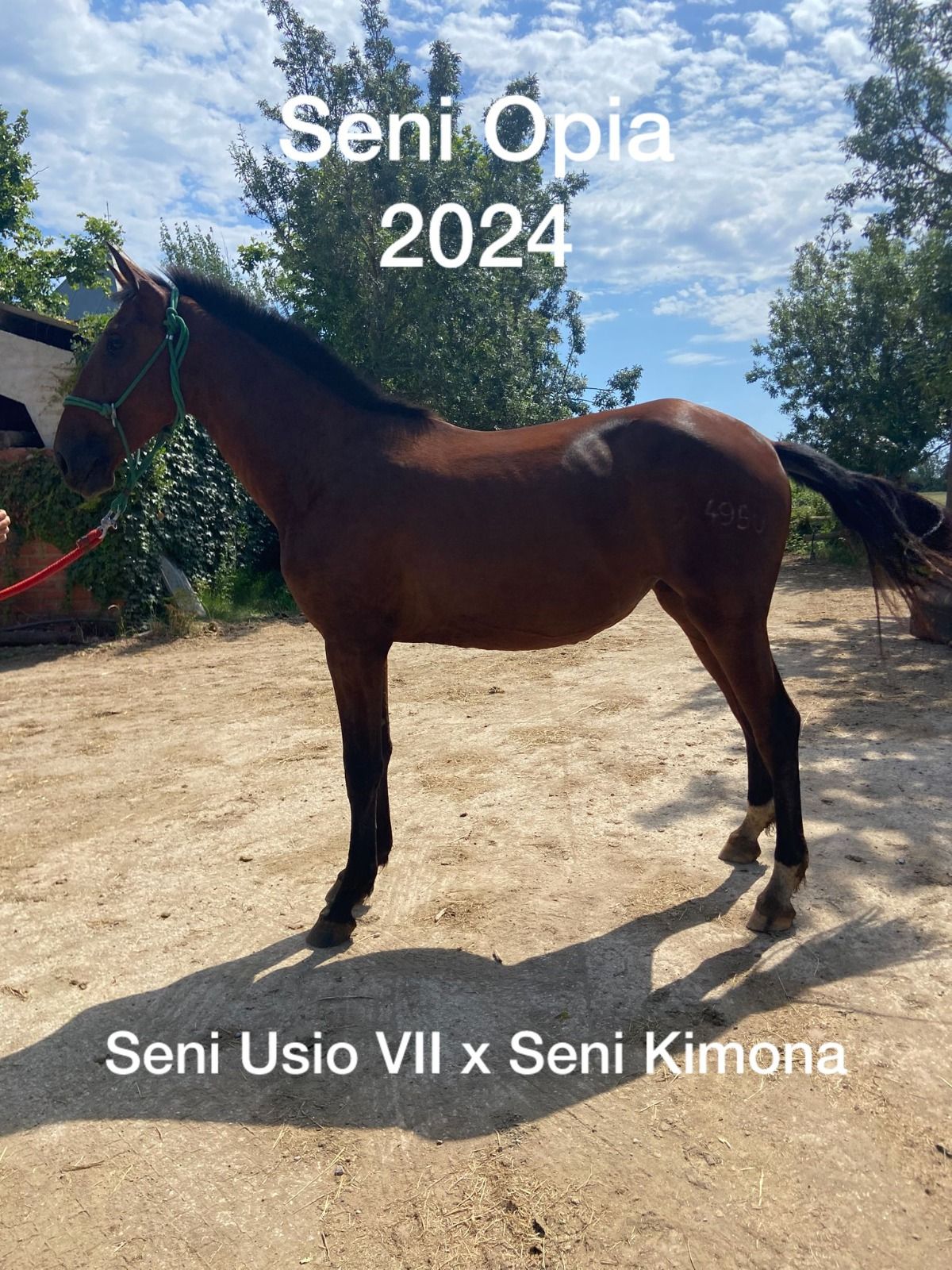Caballo marrón de pie al aire libre con los textos “Seni Opia 2024” y “Seni Usio VII x Seni Kimona”.