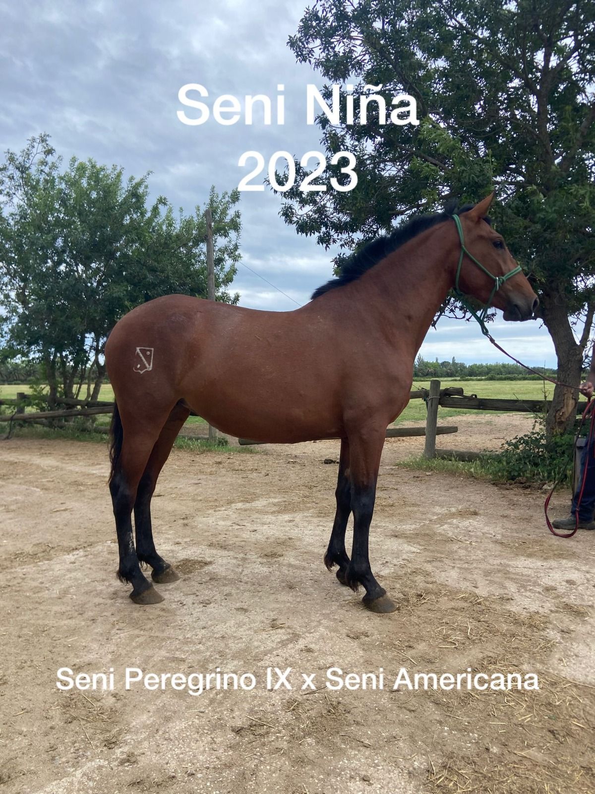 Caballo marrón de pie al aire libre bajo un cielo azul, con la etiqueta 
