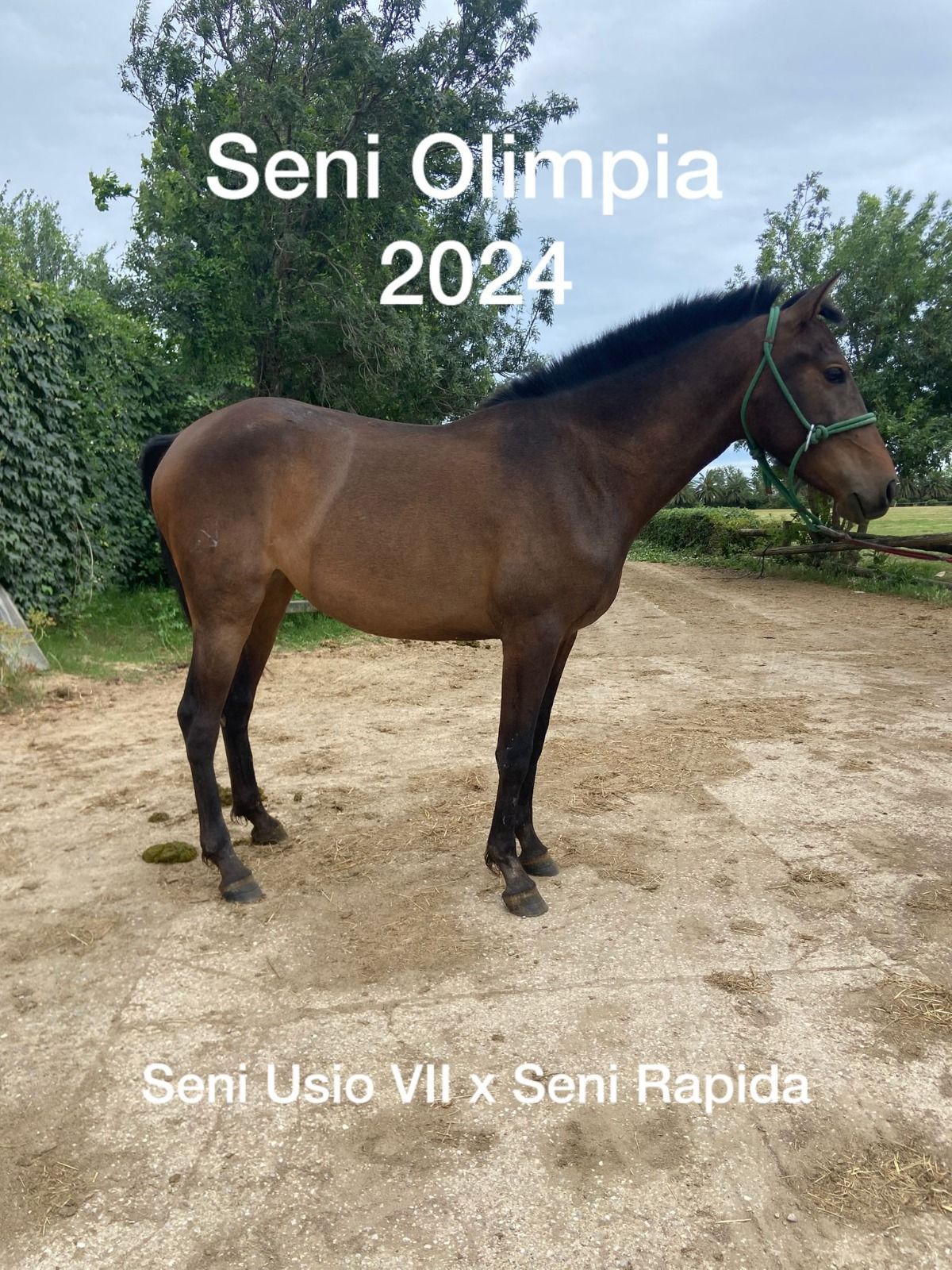 Caballo marrón de pie al aire libre con el texto superpuesto “Seni Olimpia 2024” y “Seni Ulo VII x Seni Rapida”.