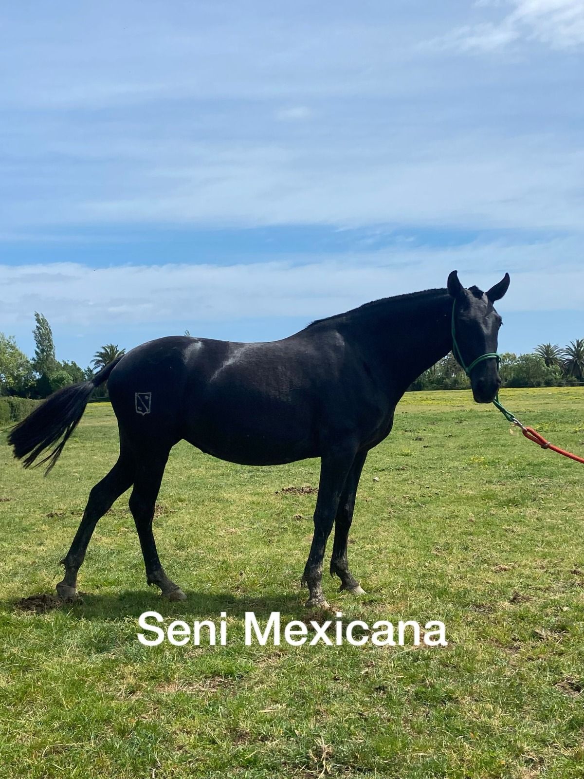 Caballo negro de pie sobre la hierba, sujeto con una correa roja bajo un cielo azul, con el texto “Seni Mexicana”.