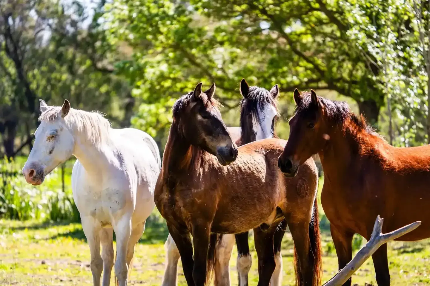 Cuatro caballos de pie en un campo soleado y cubierto de hierba, con árboles al fondo.