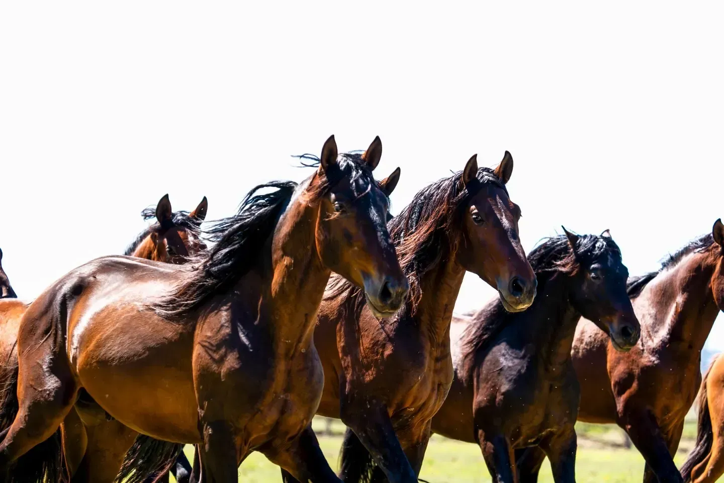 Varios caballos marrones corriendo juntos en un campo soleado.