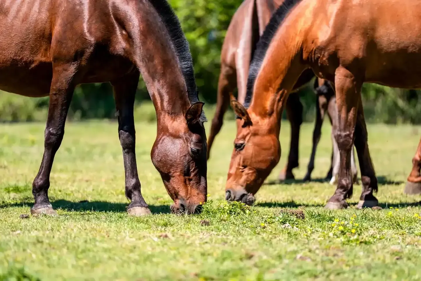 Caballos marrones pastando en hierba verde en un campo soleado.