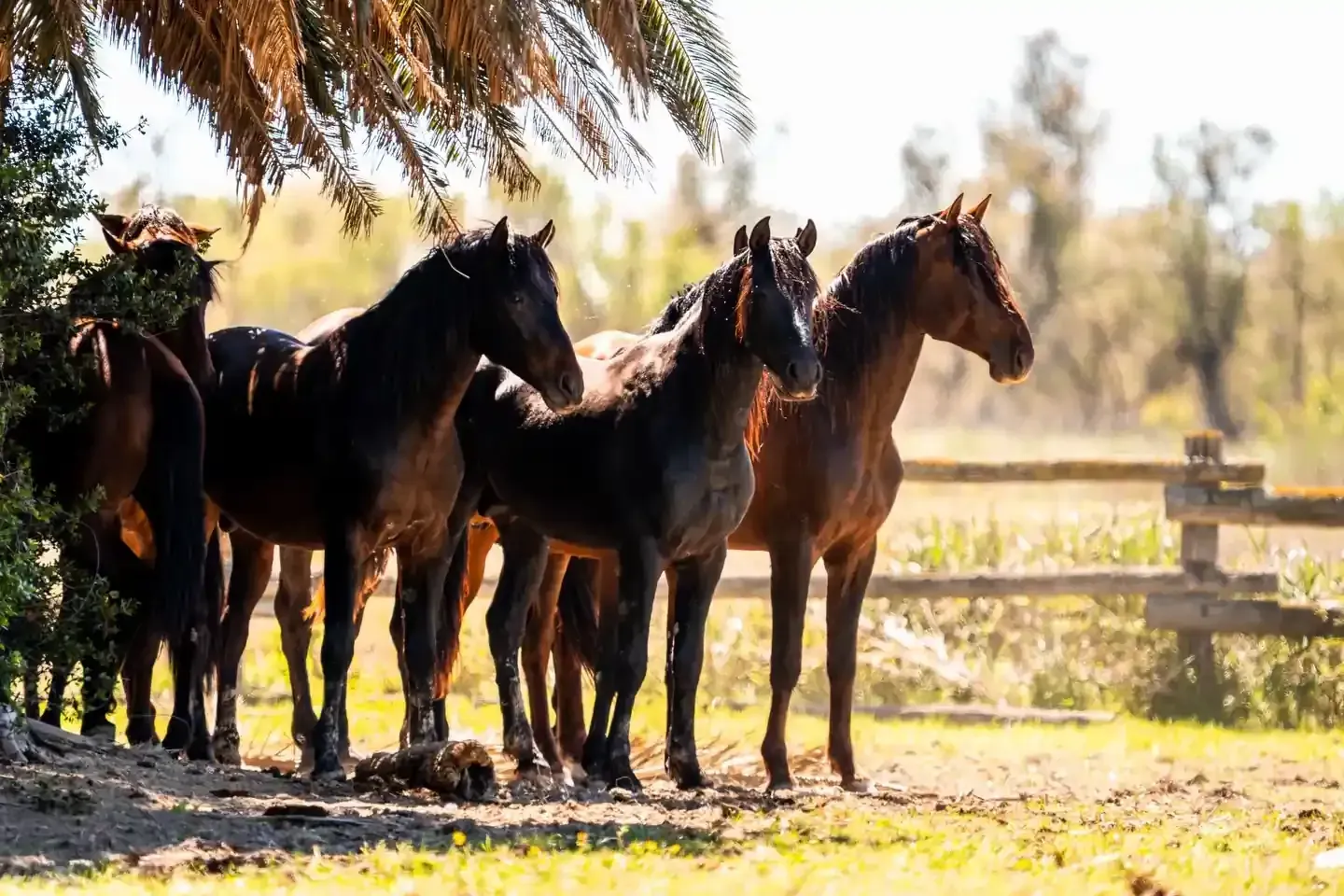 Cuatro caballos de pie juntos en un prado soleado cerca de una valla de madera y árboles.
