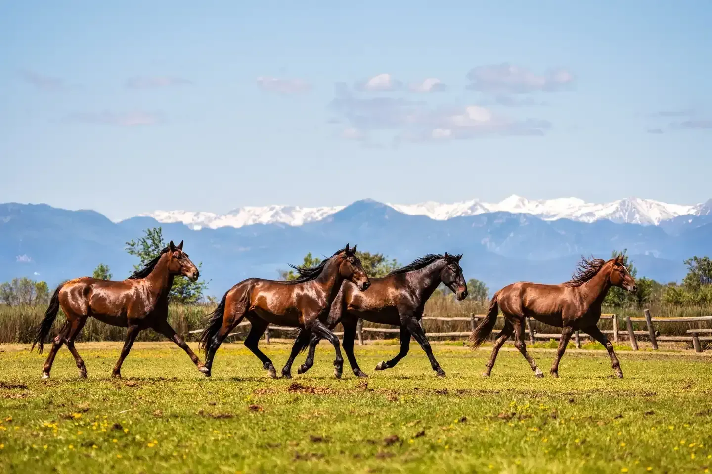 Cuatro caballos marrones corriendo por un campo verde con montañas nevadas al fondo.