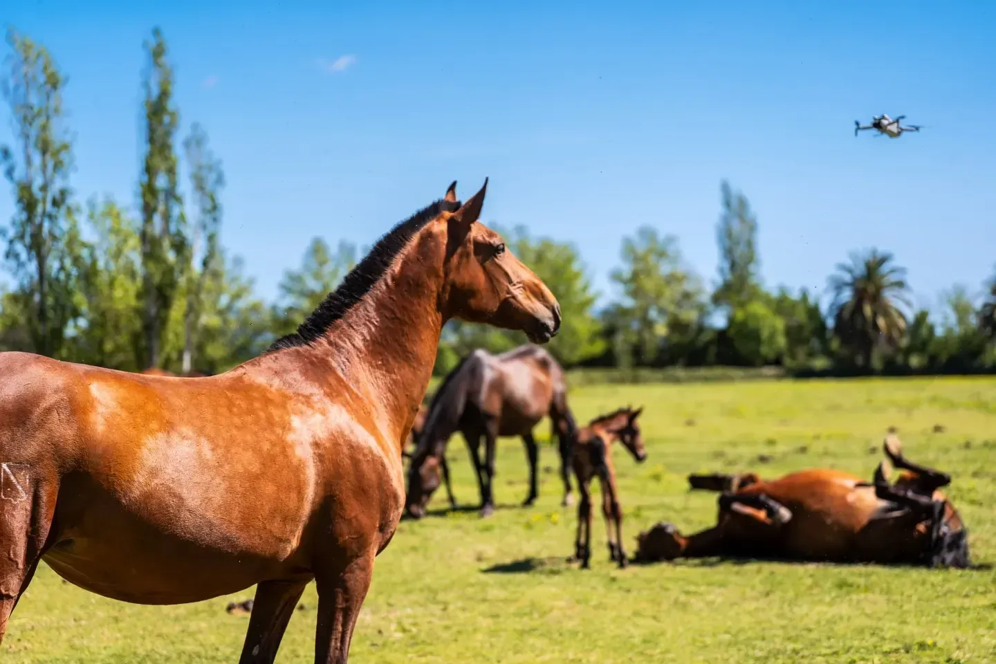 Caballos pastando y descansando en un campo verde soleado bajo un cielo azul despejado.