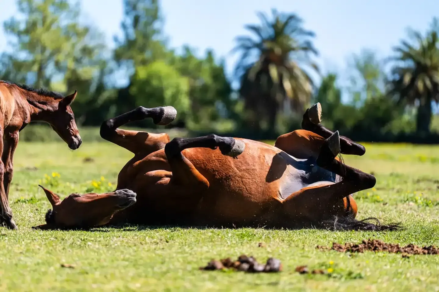 Un caballo marrón se revuelca de espaldas en un campo soleado, con otro caballo de pie cerca.