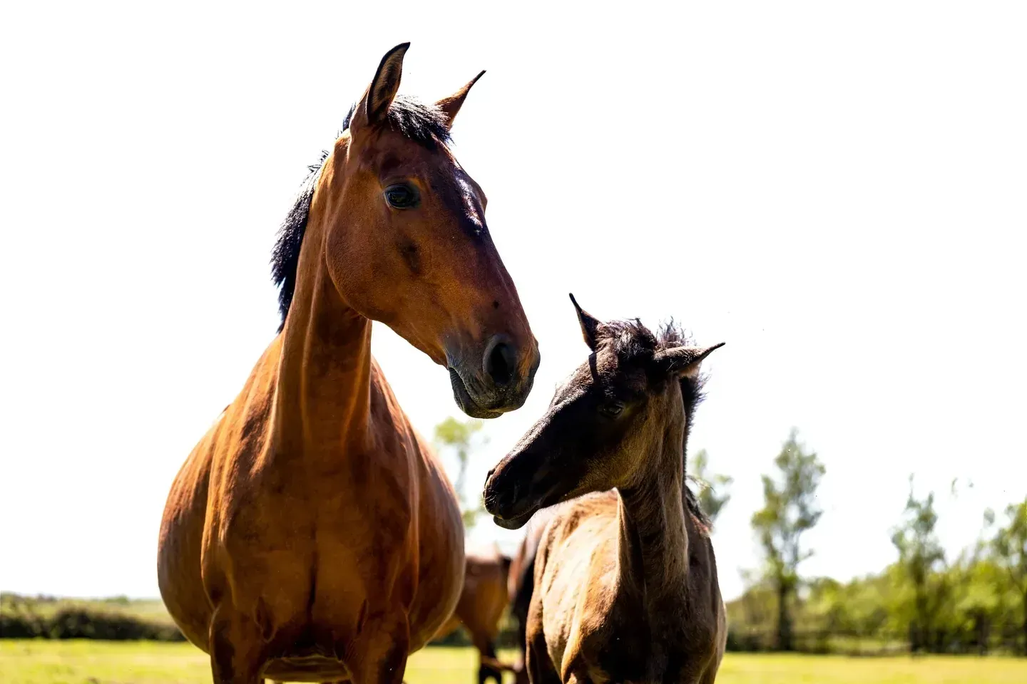 Dos caballos de pie, uno marrón y otro blanco y negro, en un campo soleado.