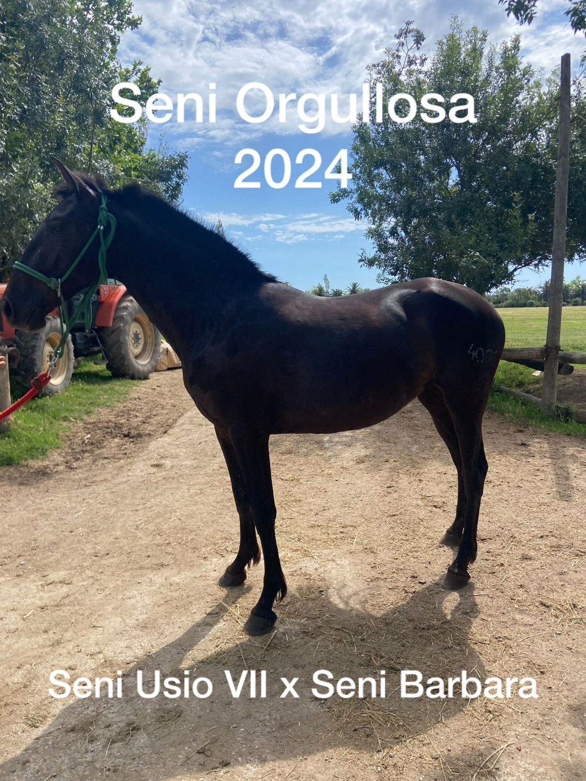 Caballo negro de pie al aire libre en un patio, con las etiquetas “Seni Orgulosa 2024” y “Seni Usio VII x Seni Barbara”.
