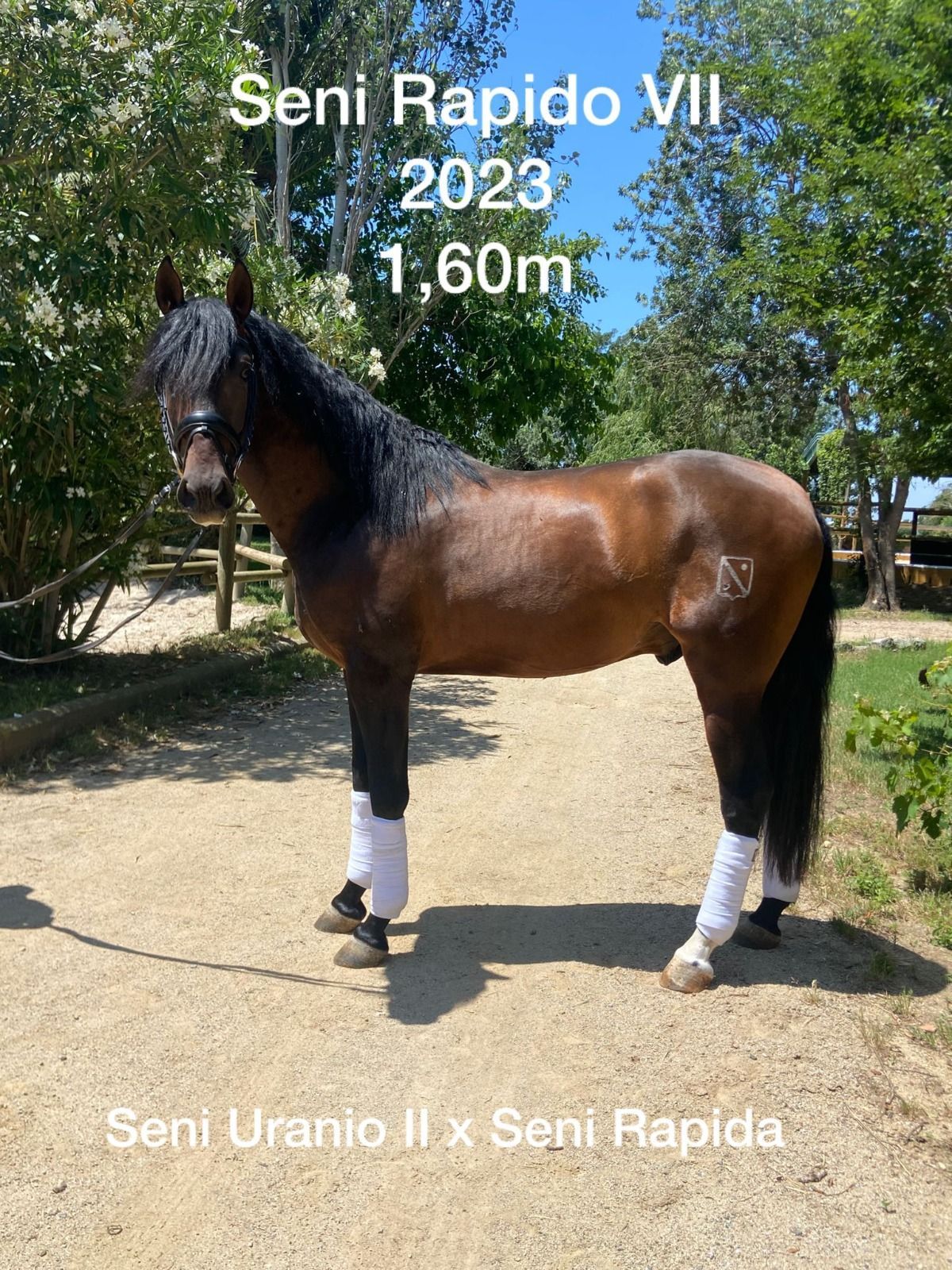 Caballo castaño con crin negra y vendas blancas en las patas, de pie al aire libre bajo unos árboles, etiquetado como Seni Rapido VII 2023 1.60m