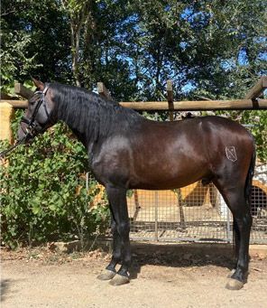 Caballo negro de pie en un prado soleado junto a una valla de madera y vegetación.