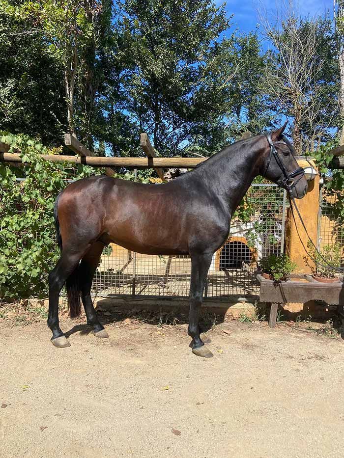 Un caballo de color marrón oscuro se encuentra en un patio soleado cerca de una cerca de madera y árboles.