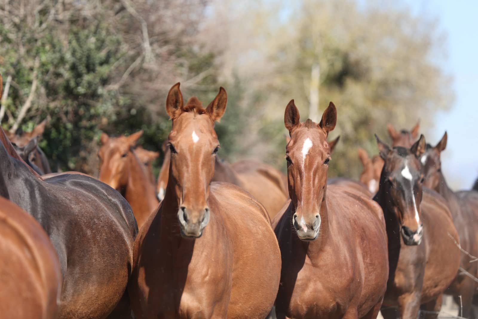 Una manada de caballos marrones de pie juntos en un campo seco y lleno de maleza, mirando a la cámara.