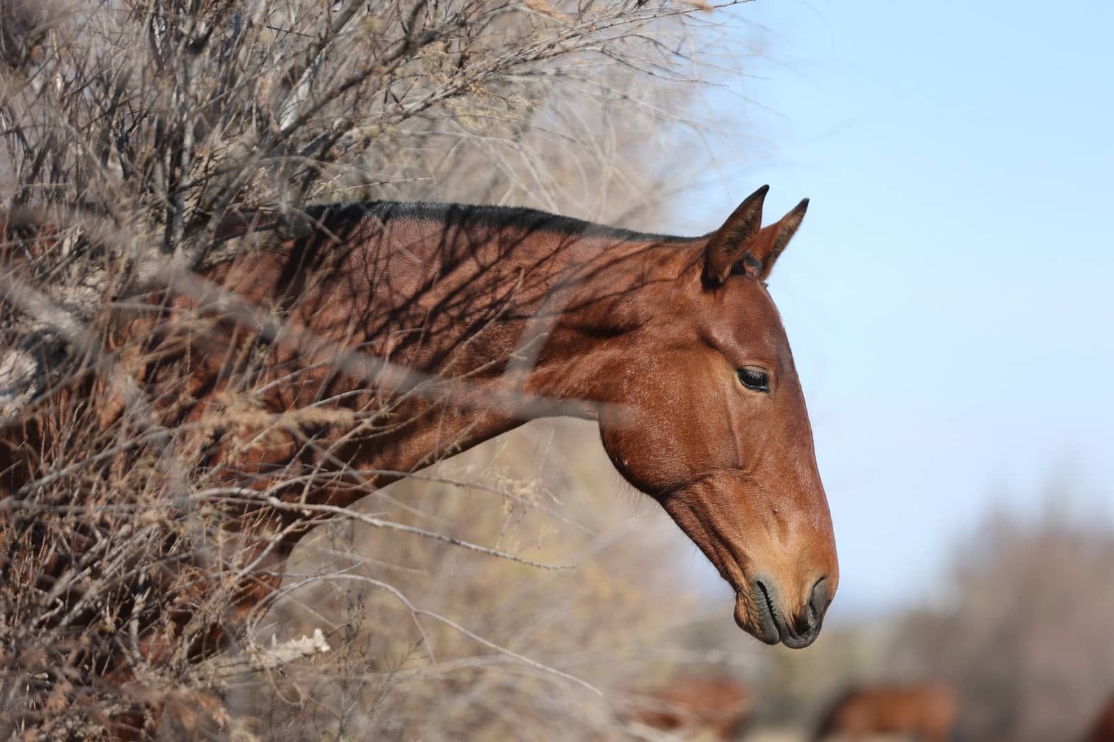 Caballo marrón pastando junto a matorrales secos bajo un cielo azul.