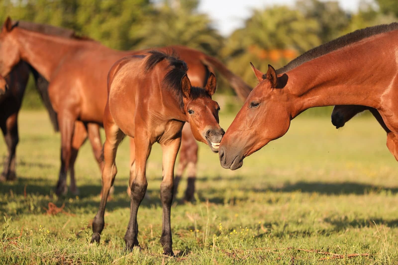 Dos caballos marrones se acurrucan en un campo de hierba al atardecer.