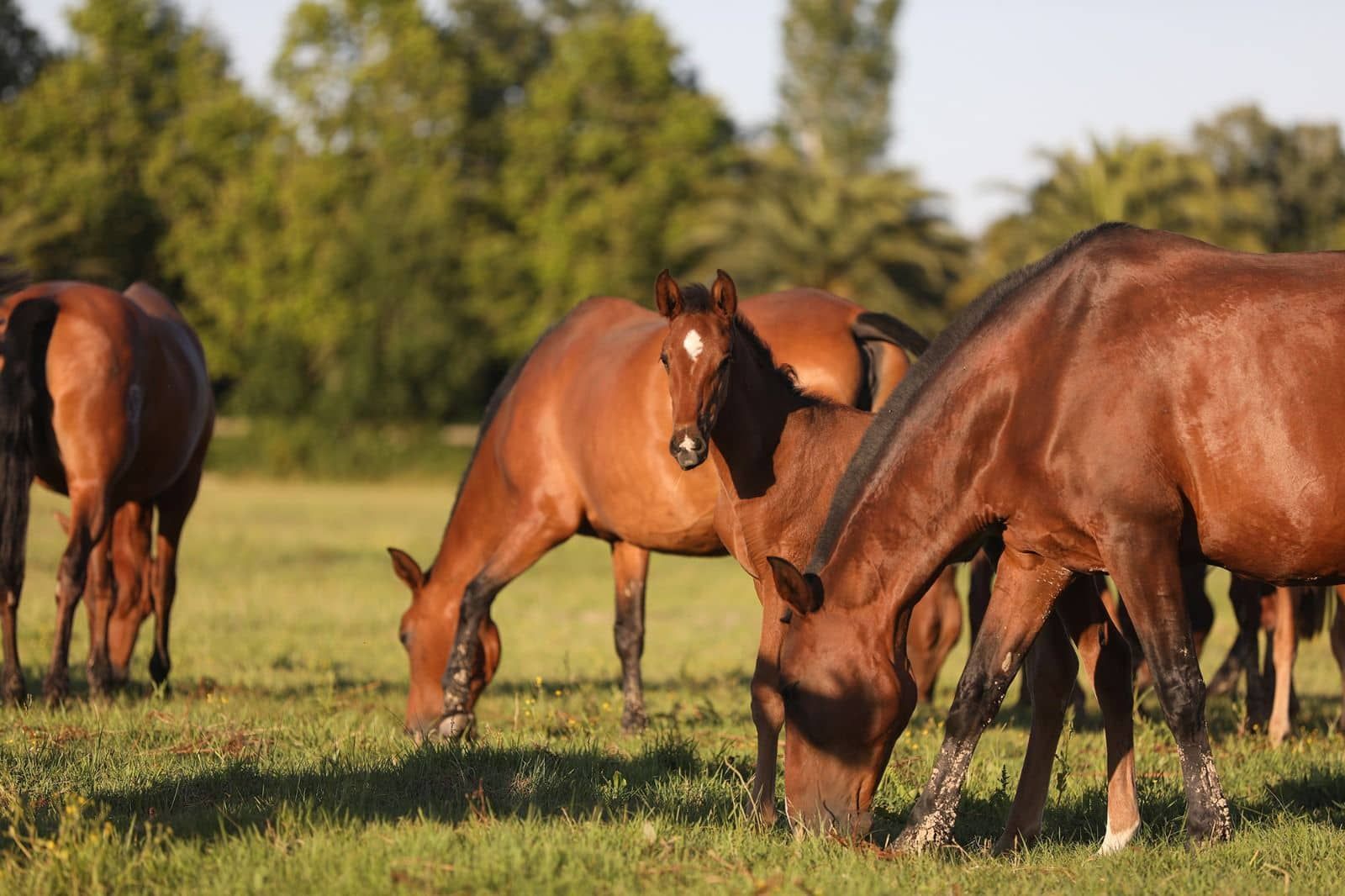Caballos marrones pastando en un campo de hierba con árboles al fondo.
