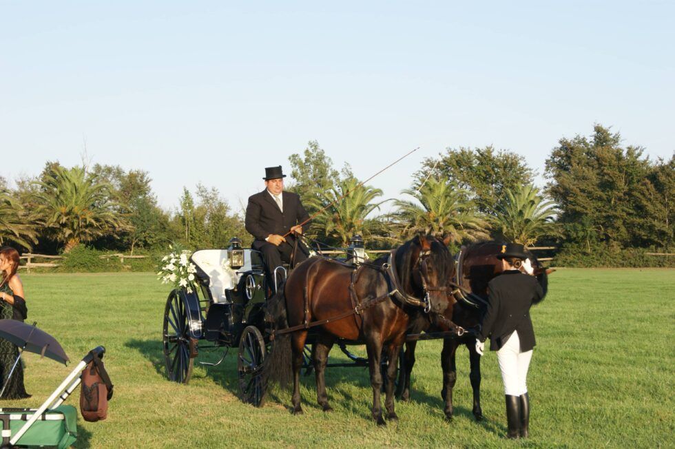 Dos caballos negros enganchados a un carruaje en un campo de hierba, conducidos por un cochero con traje de gala.