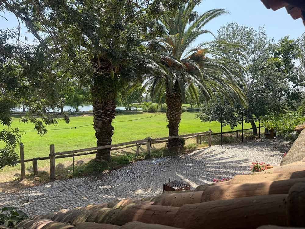 Palmeras junto a un camino de grava y una valla de madera con vistas a un campo de un verde brillante.