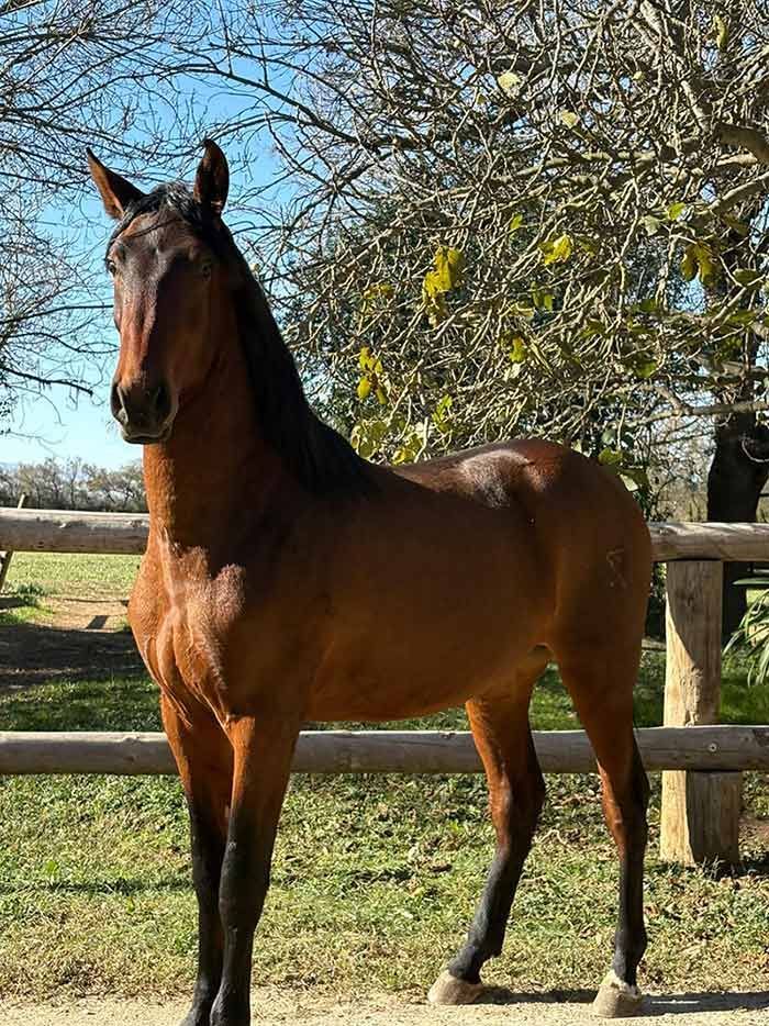 Un caballo marrón de pie en un campo de hierba junto a una valla de madera y árboles sin hojas.