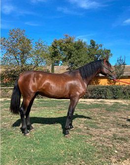 Caballo marrón de pie sobre la hierba en un prado soleado al aire libre.