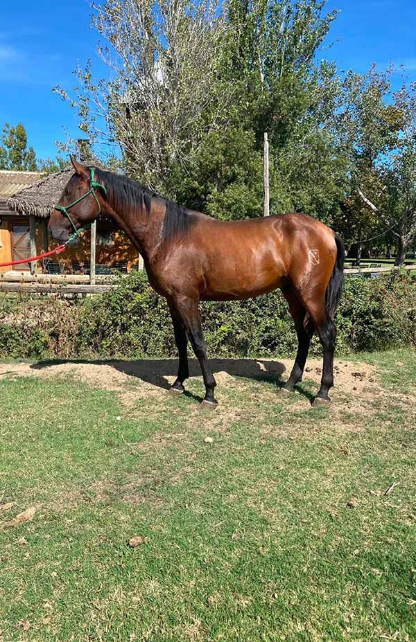 Caballo marrón de pie sobre la hierba en un prado soleado con árboles y una casa al fondo.