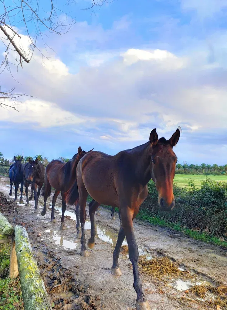 Una hilera de caballos oscuros caminando por un sendero agrícola embarrado bajo un cielo azul.