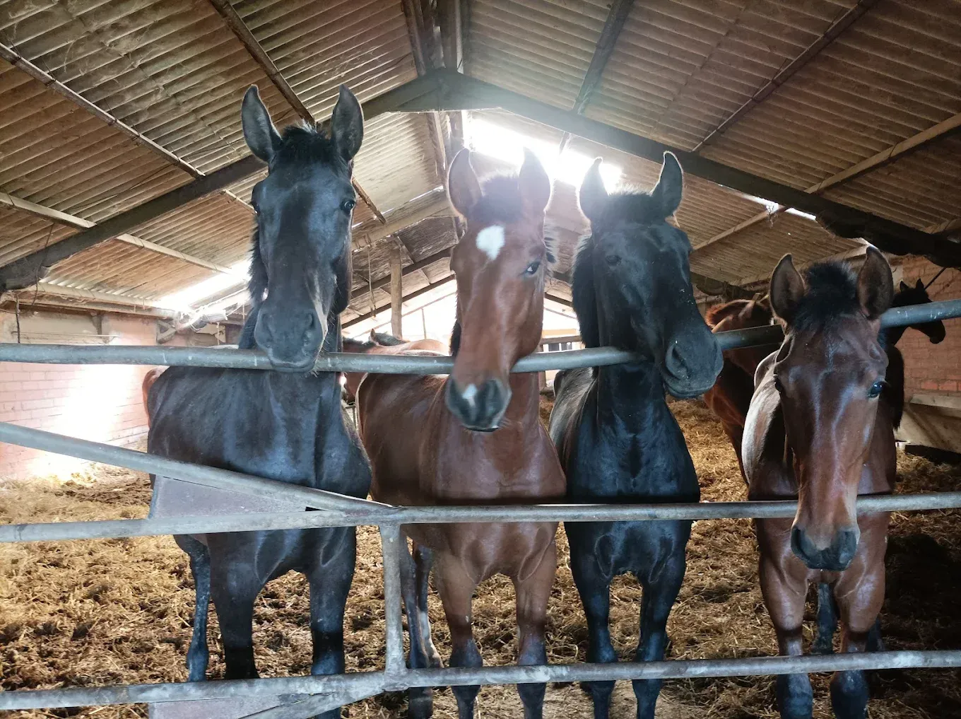 Cuatro caballos permanecen de pie tras una verja metálica dentro de un establo cubierto, mirando hacia la cámara.