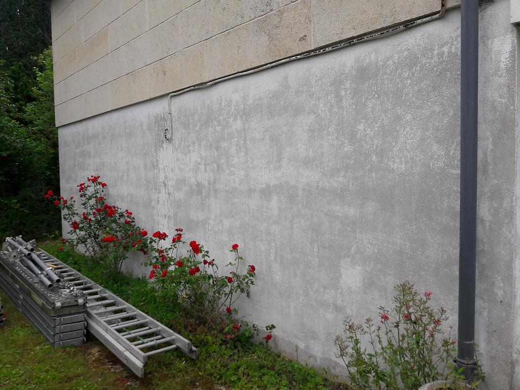 Mur avec une échelle et des rosiers