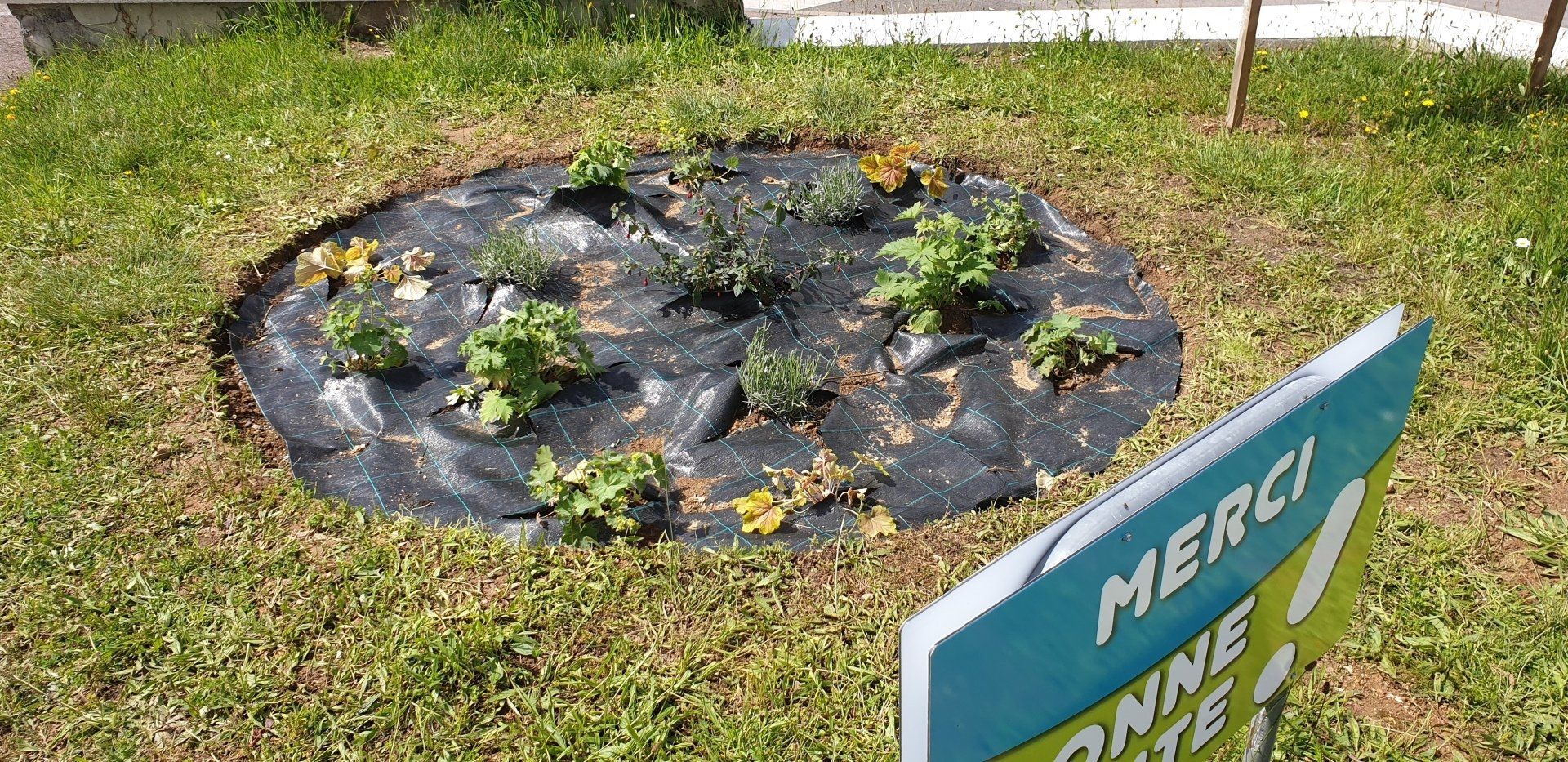 Plantation avec une bâche noire