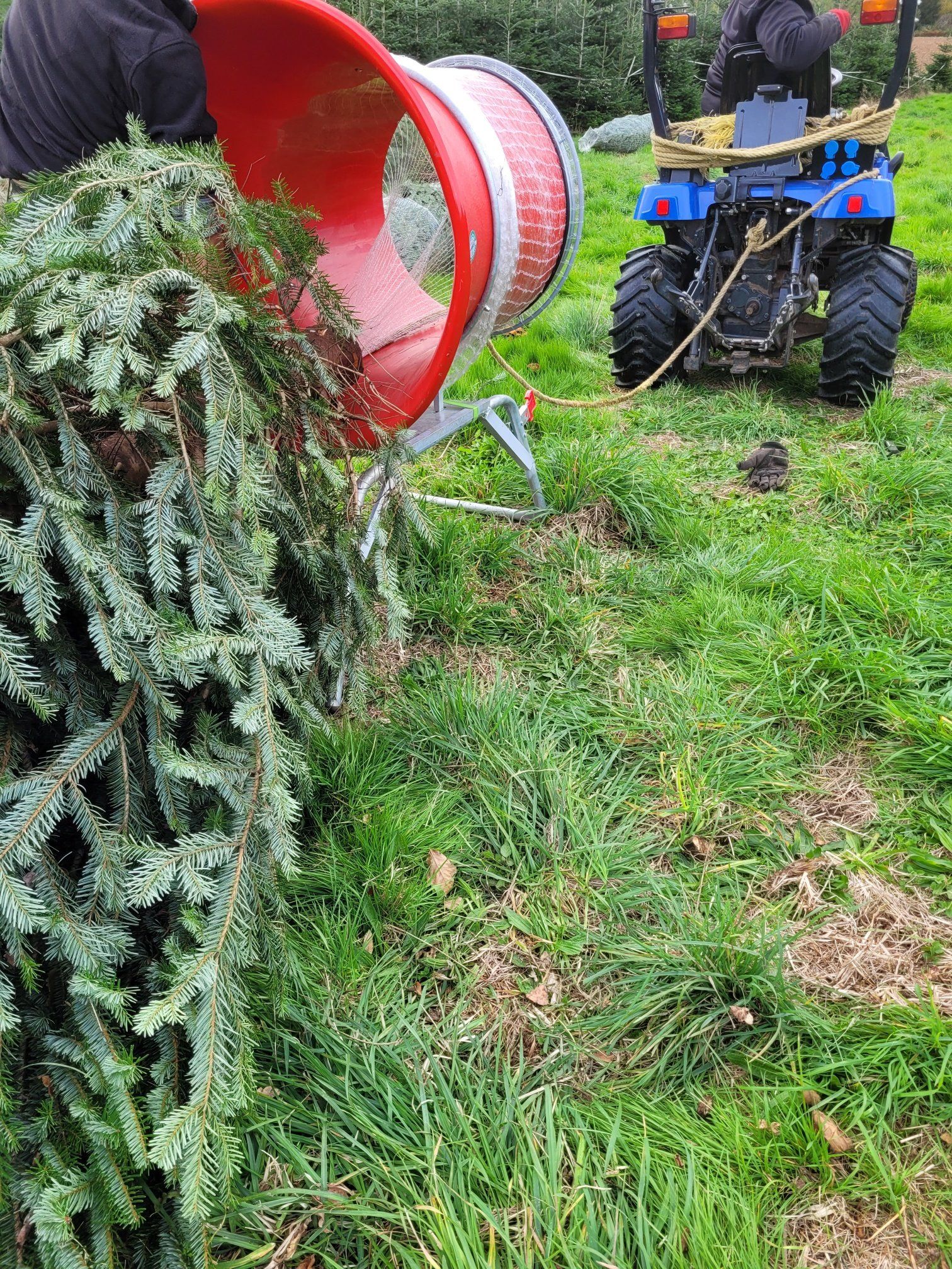 Une personne alimente un arbre de Noël dans un broyeur rouge, tiré par un tracteur bleu dans un champ herbeux.
