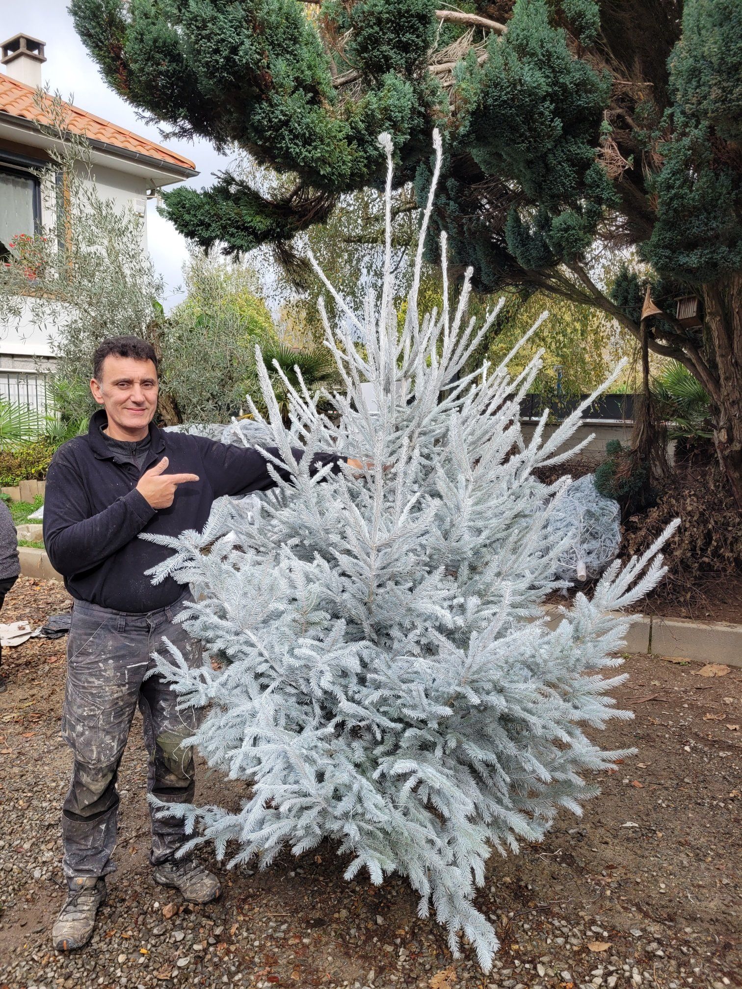 Un homme pointe vers un épicéa bleu clair dans un jardin ; maison et arbres en arrière-plan.