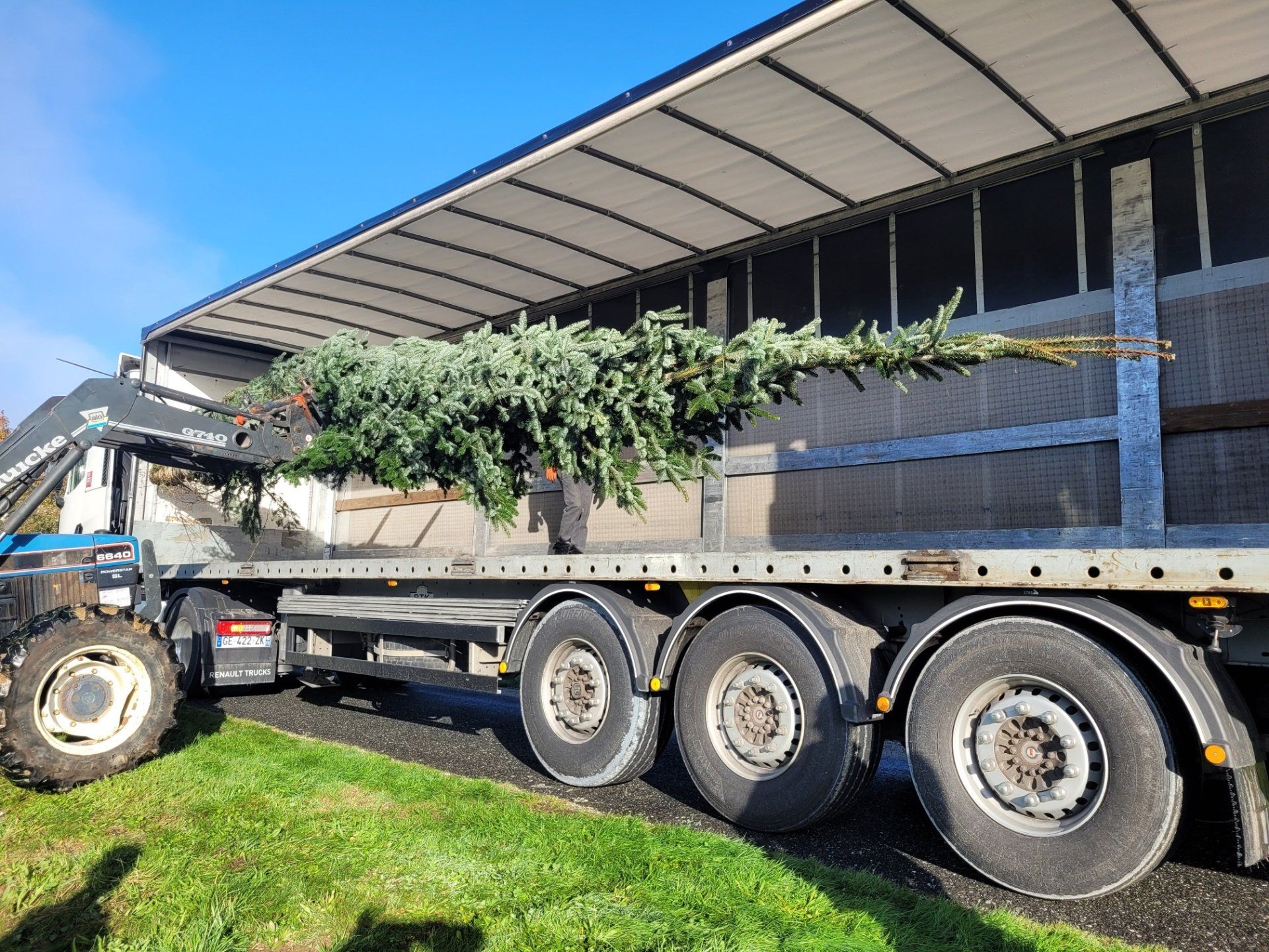 Un arbre de Noël chargé sur un semi-remorque.