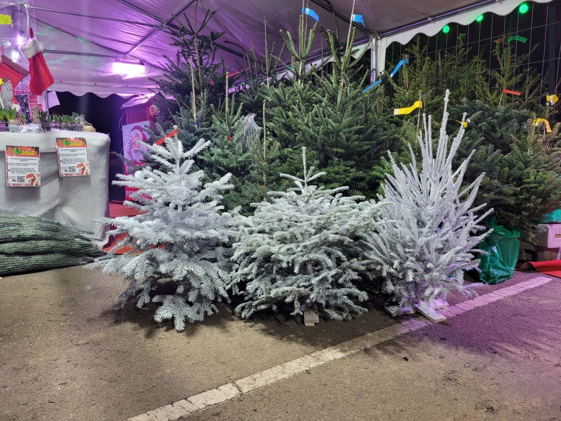 Sapins de Noël à vendre, certains givrés, à l'extérieur sous une tente.