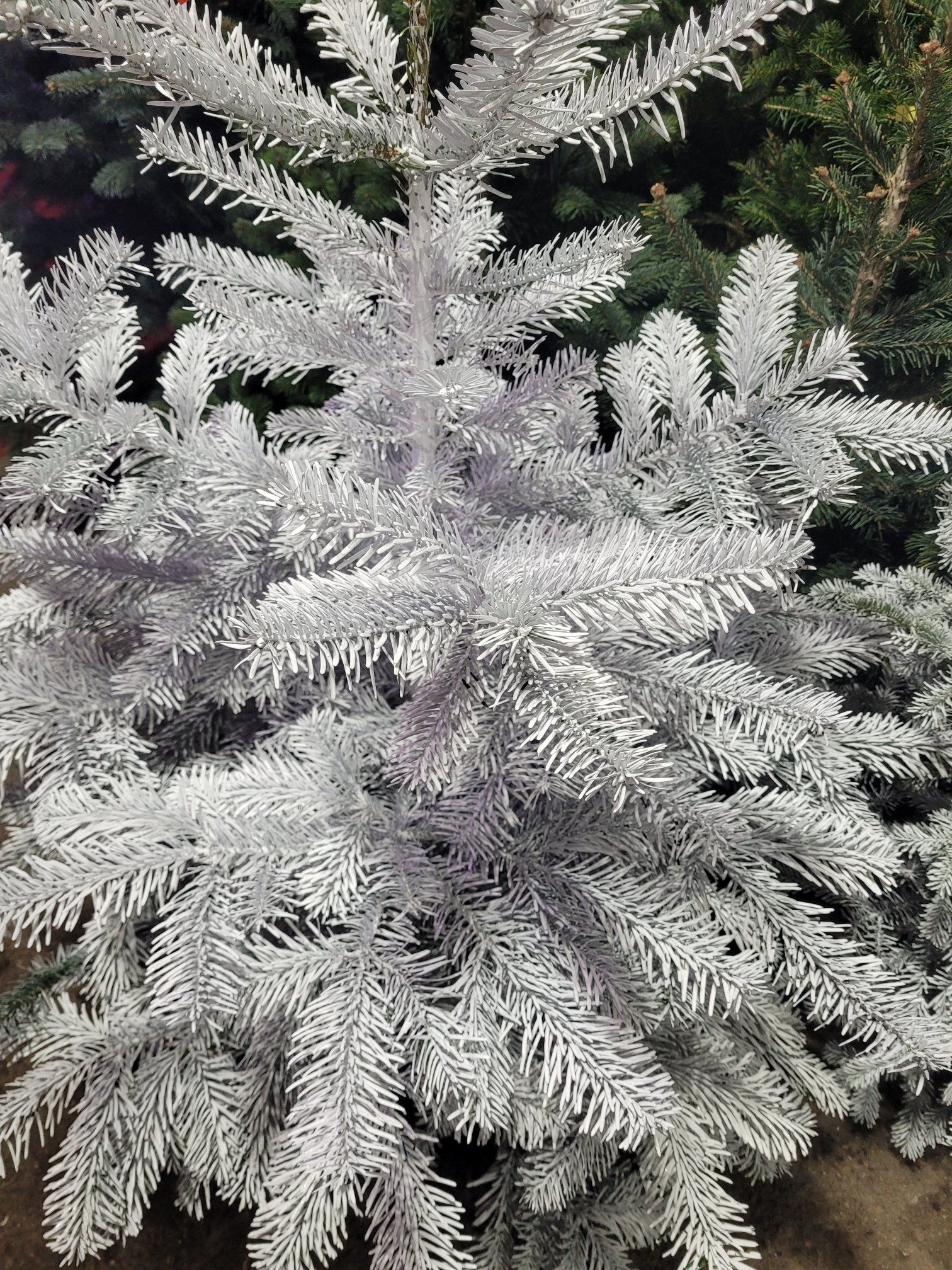 Sapin de Noël blanc floqué, branches à la texture enneigée, arbres vert foncé en arrière-plan.