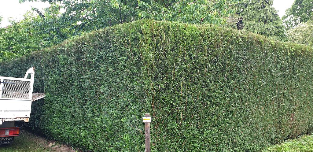 Coin d'une haie taillée