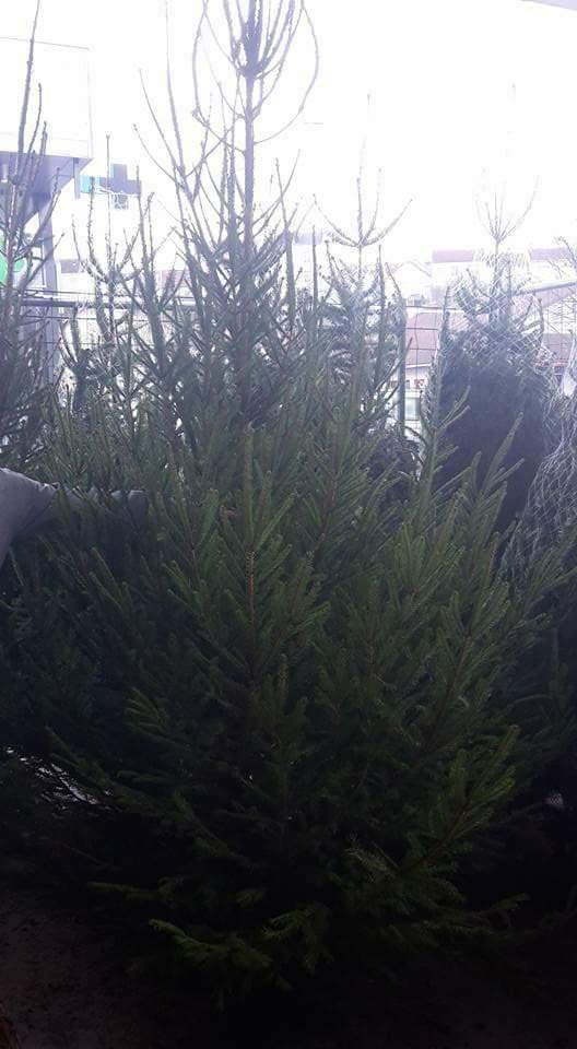 Plusieurs grands sapins