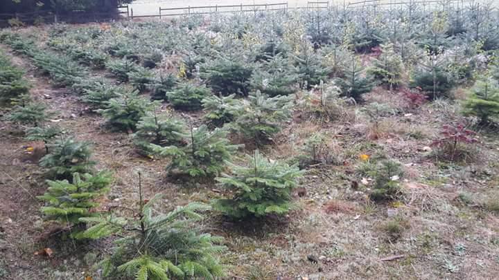 Jeunes pousses de sapins de Noël